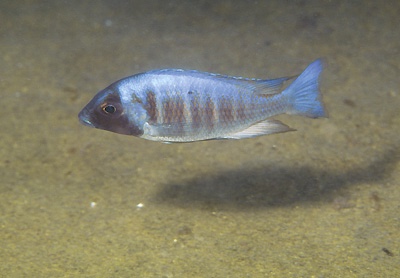 Placidochromis electra 'Gome'